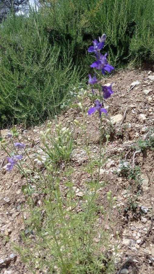 Bed and Breakfast Les Cigales Villelaure Екстер'єр фото